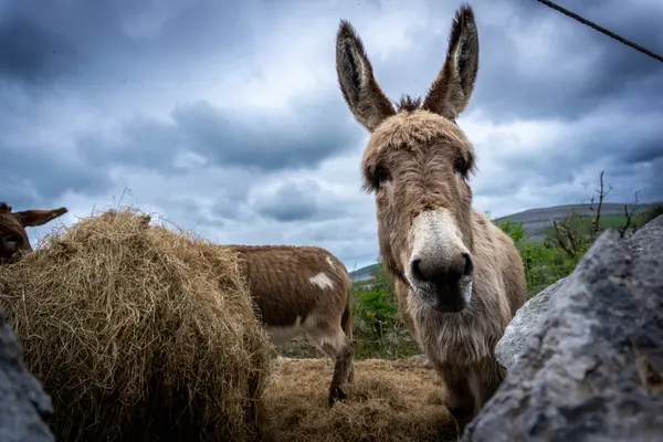 stock image Irish donkeys eating in county Clare, Ireland