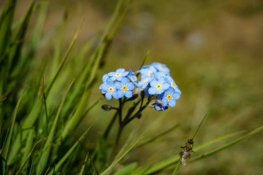Otal Vadi Pireneleri 'nde Myosotis sylvatica (unutma beni) 