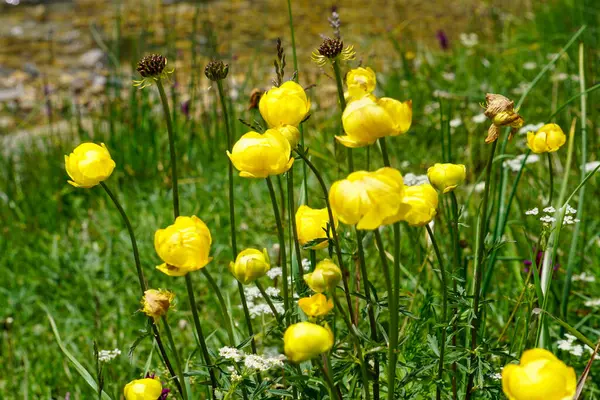 stock image Trollius Europaeus plant in Otal valley Bujaruelo, Pyrenees 