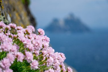 Scabiosa flower on Skellig Michael and little skellig county Kerry Ireland  clipart