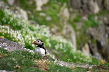 Skellig 'de Atlantik martısı Michael County Kerry İrlanda