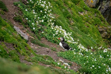 Atlantik martısı Skellig Michael County Kerry İrlanda 'da sezonun ilk martısı