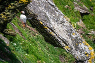 Atlantik martısı Skellig Michael County Kerry İrlanda 'da sezonun ilk martısı