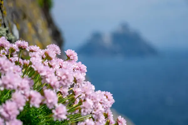 stock image Scabiosa flower on Skellig Michael and little skellig county Kerry Ireland 