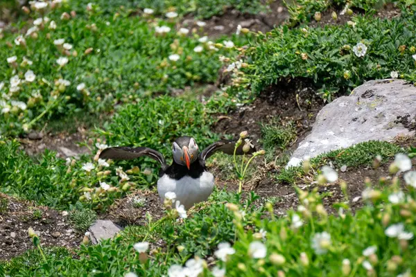 Skellig 'de Atlantik martısı Michael County Kerry İrlanda
