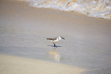 Küba sahilleri boyunca yürüyen bir Sanderling (Calidris alba) kuşunun güzel bir görüntüsü, yiyecek arayışı içinde, Küba sahillerinin doğal ortamı ile mükemmel bir şekilde harmanlanmış.