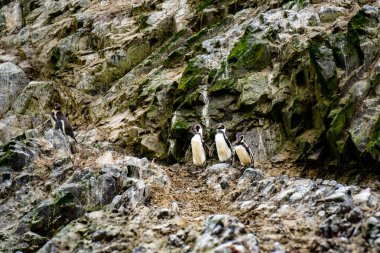 Ballestas Adaları 'ndaki kayalık habitattaki Humboldt pengueni Peru' da canlı vahşi yaşam sahili fotoğraflarıyla çevrili okyanus dalgalarıyla çevrili.