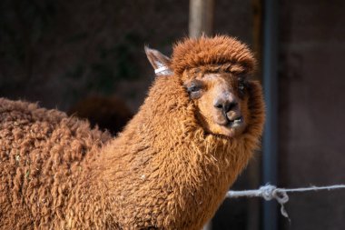 Güzel Peru 'da çekilen detaylı kürk ve anlamlı gözleri gösteren bir alpaka kafasının yakın portresi