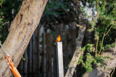 A stunning vermilion flycatcher Pyrocephalus obscurus perched near the lagoon at Huacachina Oasis in Ica Peru clipart