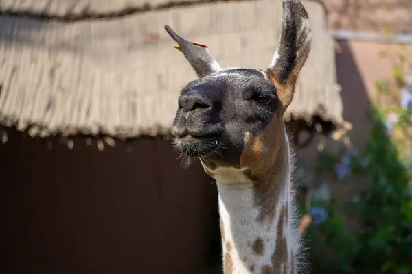 Güzel Peru 'da çekilmiş detaylı kürk ve anlamlı gözleri olan bir lama kafanın yakın portresi.