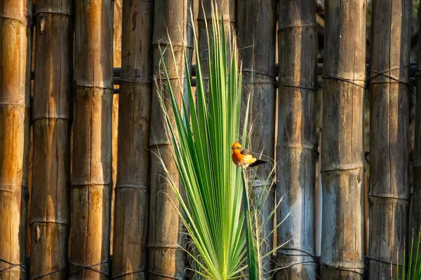 Göz kamaştırıcı bir sinekkapan Pyrocephalus obscurus Ica Peru 'daki Huacachina Vahası' ndaki lagünün yanında tünemişti.
