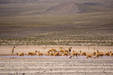 Arka planda Misti Volcano ile Salinas Aguada Blanca Altiplano otlayan vicunas sürüsü