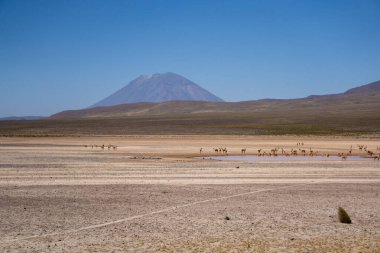 Arka planda Misti Volcano ile Salinas Aguada Blanca Altiplano otlayan vicunas sürüsü