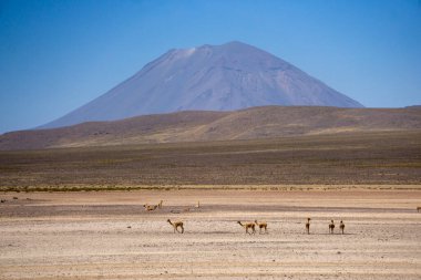 Herd of vicunas grazing in the Altiplano of Salinas Aguada Blanca with Misti Volcano in background clipart