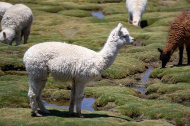 Salinas y Aguada Blanca Reserve Peru manzaralı And Dağları 'nda alpaka ve vicunas grubu