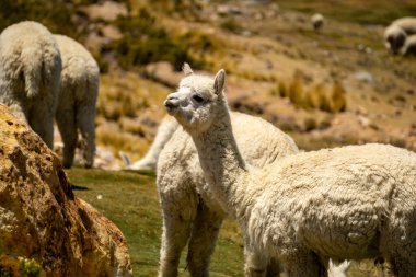 Salinas y Aguada Blanca Reserve Peru manzaralı And Dağları 'nda alpaka ve vicunas grubu