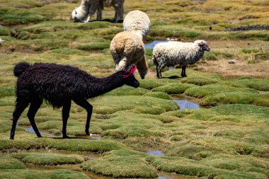 Salinas y Aguada Blanca Reserve Peru manzaralı And Dağları 'nda alpaka ve vicunas grubu
