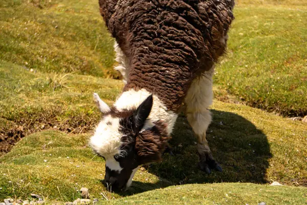 Salinas y Aguada Blanca Reserve Peru manzaralı And Dağları 'nda alpaka ve vicunas grubu