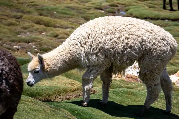 Salinas y Aguada Blanca Reserve Peru manzaralı And Dağları 'nda alpaka ve vicunas grubu