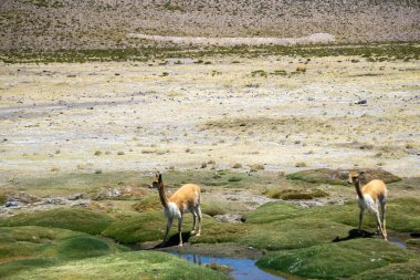 Salinas ve Aguada Blanca rezervlerinde otlayan vicunas sürüsü Peru 'nun güzel dağlık yaban hayatı ve manzaralarını gözler önüne seriyor.
