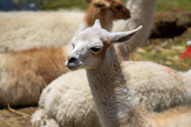 Peru 'da çekilen güzel lama portresi detaylı özelliklerini ve huzurlu çevresini gözler önüne seriyor.