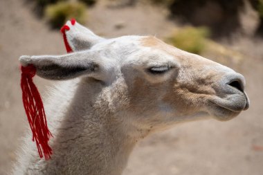 Peru kırsalındaki bir lamanın yakın plan portresi huzurlu doğal arka planıyla detaylı özelliklerini gözler önüne seriyor.