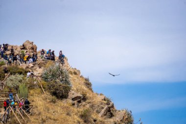Ziyaretçiler, Colca Kanyonu Peru 'daki Mirador del Condor' da yükselen bir akbabanın keyfini çıkarıyorlar.