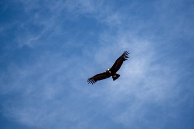 And Akbabaları, Colca Kanyonu Peru 'daki Mirador del Condor üzerinde zarif bir şekilde uçuyor. Çarpıcı yüksek irtifa manzaralarıyla.