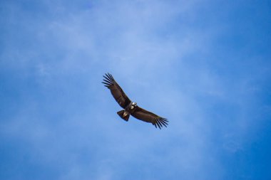 And Akbabaları, Colca Kanyonu Peru 'daki Mirador del Condor üzerinde zarif bir şekilde uçuyor. Çarpıcı yüksek irtifa manzaralarıyla.