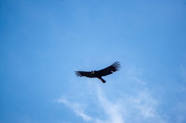 And Akbabaları, Colca Kanyonu Peru 'daki Mirador del Condor üzerinde zarif bir şekilde uçuyor. Çarpıcı yüksek irtifa manzaralarıyla.