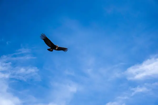 And Akbabaları, Colca Kanyonu Peru 'daki Mirador del Condor üzerinde zarif bir şekilde uçuyor. Çarpıcı yüksek irtifa manzaralarıyla.
