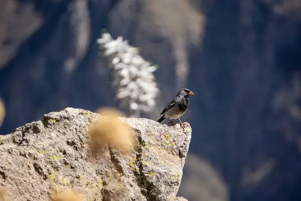 Colca Canyon Peru 'daki Rhopospina meyvesi And doğal yaşam alanı ve manzarasına tünemişti.