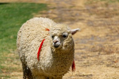 Alpaca, etkileyici And Dağları 'nda etkileyici yüzünü ve tüylü paltosunu yakalıyor.