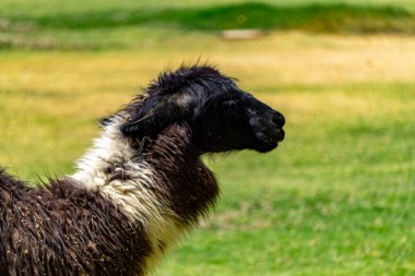 Kürküne ve doğal And dönemi özelliklerine odaklanmış bir lama.