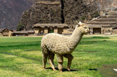 Charming alpaca at the base of ancient Inca ruins in the scenic Sacred Valley Ollantaytambo Peru clipart