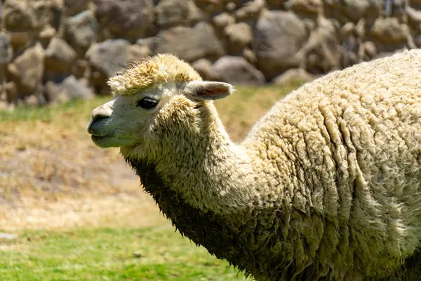 And Dağları 'ndaki yumuşak postu ve sakin tavrıyla Peru alpakasının detaylı yakın çekimi