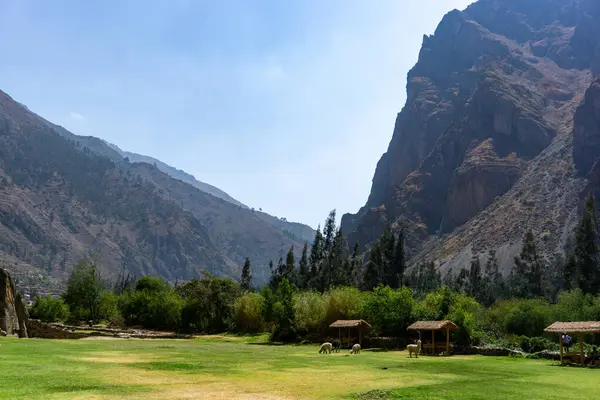 Ollantaytambo Kutsal Vadisi Peru 'daki tarihi İnka kalıntılarıyla yeşil bir tarlada duran alpakalar ve lamalar.