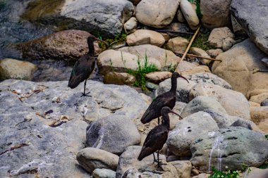 Scenic view of puna ibis in their natural habitat near the Patakancha River Sacred Valley Peru clipart