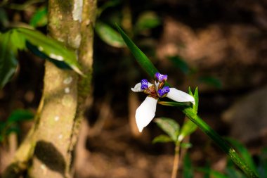 Görkemli Mavi ve Mor Neomarica Northiana Çiçekleri Lush Machu Picchu Ormanında Çiçek açıyor