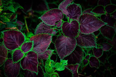 Bright Green, Purple, and Black Coleus Leaves in the Lush Jungle Along the Path to Machu Picchu clipart