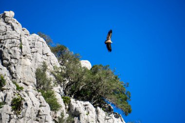 Gaucin Malaga İspanya 'daki Doğal Kanyon De Las Buitreras üzerinde süzülen Akbaba Manzarası