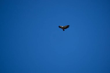 Gaucin Malaga 'da Gaucin De Las Buitreras Kanyonu üzerinde Doğa ile çevrili bir akbabanın dramatik görüntüsü.