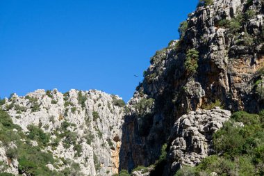 Gaucin Genal Vadisi Malaga İspanya 'daki Las Buitreras Kanyonu üzerinde uçan inanılmaz kuş.