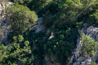 Gaucin Malaga Andalusia İspanya 'daki Las Buitreras Kanyonu üzerinde Uçan Çarpıcı Akbaba Doğal Anıtı