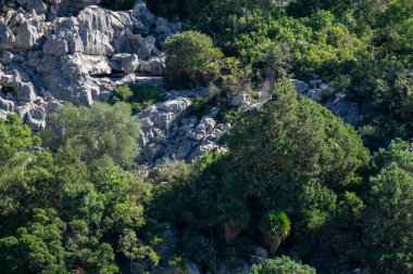 Gaucin Malaga Andalusia İspanya 'daki Las Buitreras Kanyonu üzerinde uçan bir akbabanın inanılmaz manzarası.