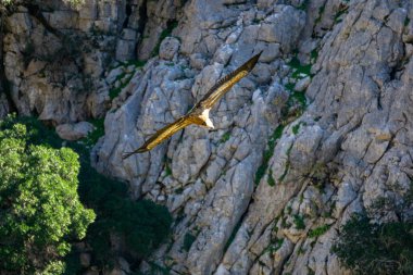 Dramatic Wildlife Photography Of A Vulture Flying Over The Canyon De Las Buitreras Gaucin Malaga Spain clipart