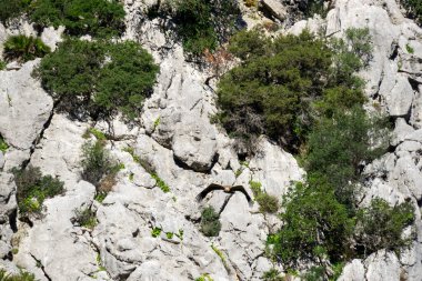İspanya 'nın Gaucin Malaga bölgesindeki nefes kesici Kanyon De Las Buitreras' ta Akbaba gökyüzünde süzülüyor.