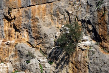 Gaucin Genal Vadisi Malaga İspanya 'sında Las Buitreras Kanyonu üzerinde uçan Akbabanın Etkileyici Vahşi Yaşam Sahnesi