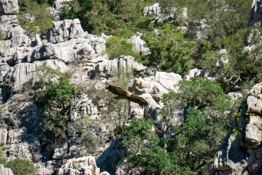 Beautiful Vulture Flying Over The Canyon De Las Buitreras In Gaucin Surrounded By Scenic Nature In Andalusia Spain clipart