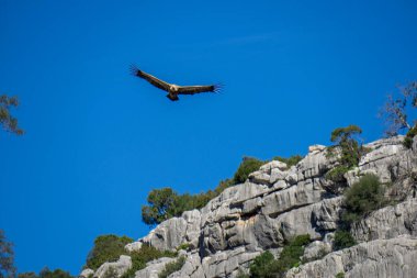 Gaucin Genal Vadisi Malaga İspanya 'da Uçan Akbaba Manzarası Büyüleyici Buitreras Kanyonu